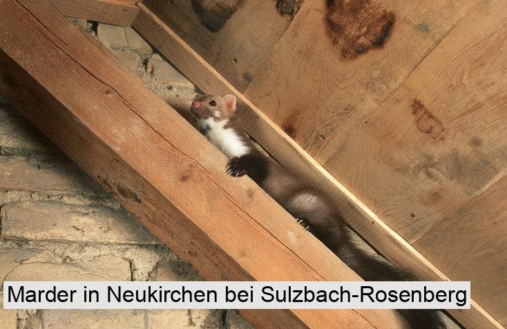 Marder in Neukirchen bei Sulzbach-Rosenberg